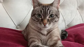 Берите смело - здесь чистое мясо: Роскачество определило лучшие влажные корма для животных