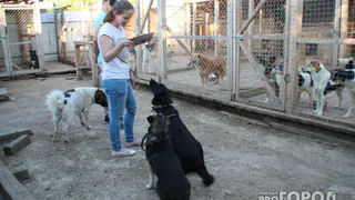 600 собак на улицу? В Рязани пустили слух о закрытии приюта для животных