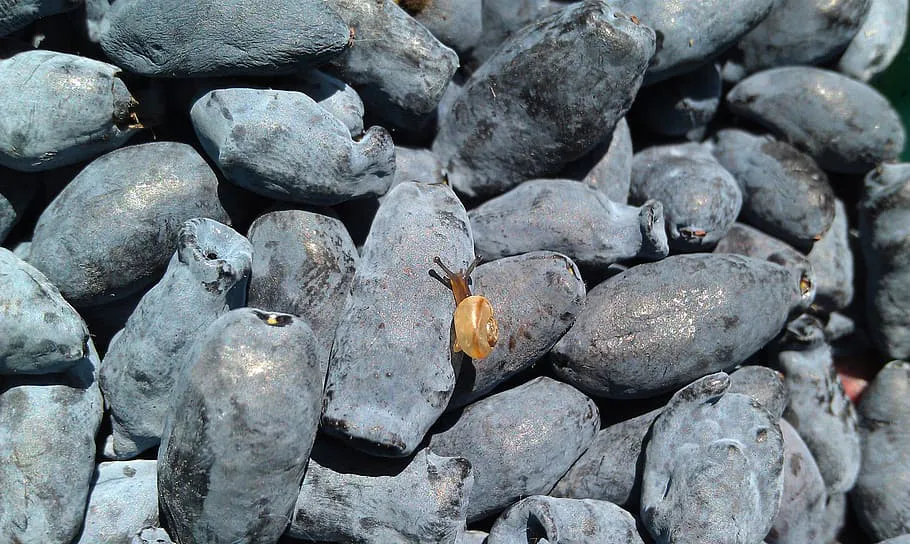 Августовский уход за жимолостью: три шага к богатому урожаю в следующем году