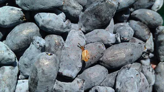 Августовский уход за жимолостью: три шага к богатому урожаю в следующем году