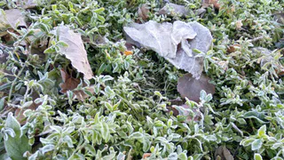 25 сентября в Рязанской области ожидаются заморозки и до +25