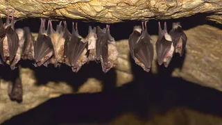 Летучие мыши атакуют дома россиян: что их привлекает и как защититься