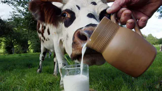 Нижнекамский район стал одним из лидеров по производству молока