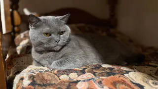 Купили кошке лежанку, а она спит где угодно, но не там: объясняю, в чём реальная причина такого поведения