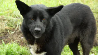 Инфекция бешенства: как защитить себя от укуса зараженного животного