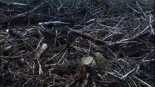 Рязанцы выявили свалку у реки Пры в селе Деулино