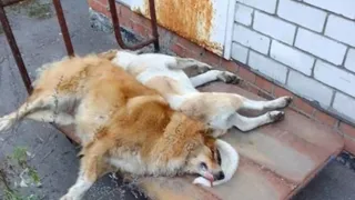 Жители Брянска обсуждают очередное убийство собак