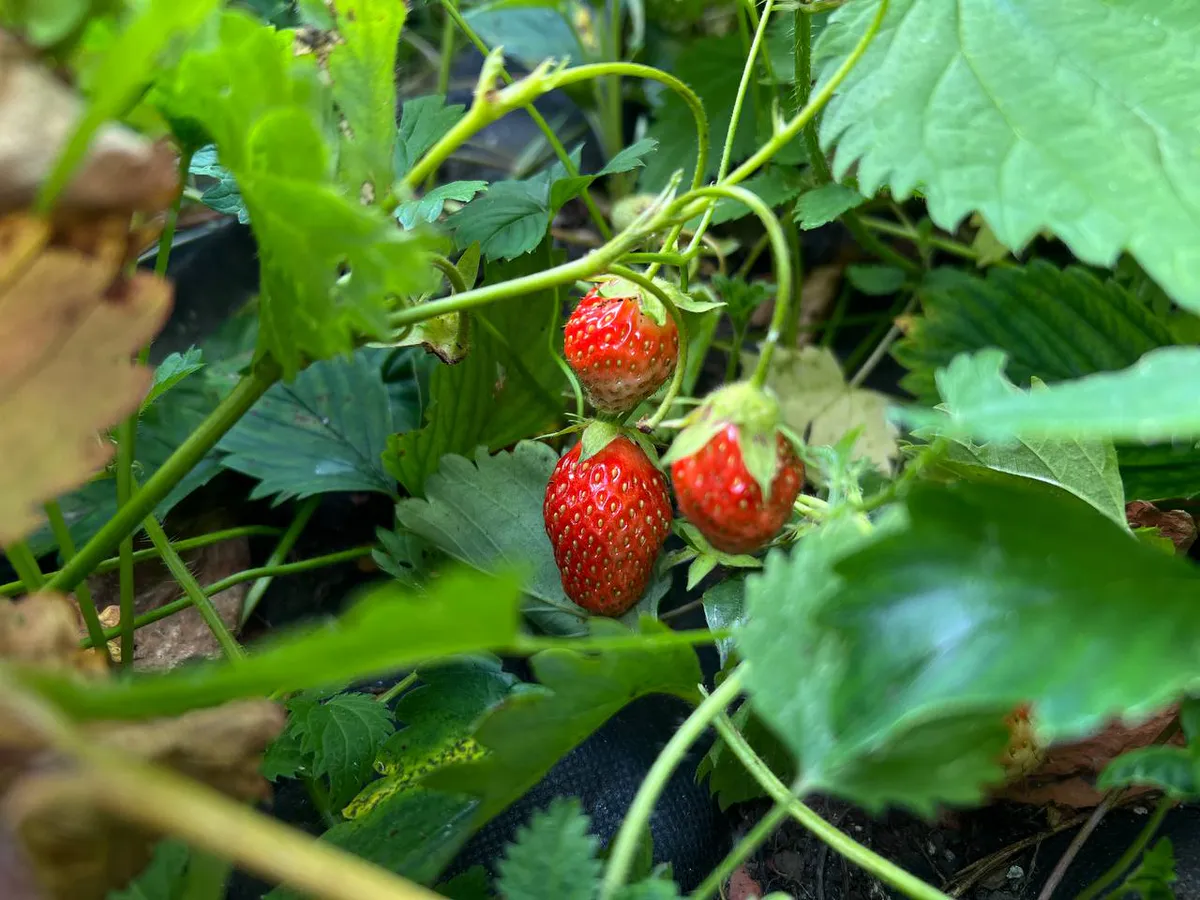 Если клубника мелкая и кислая: две подкормки, которые вернут сладость за неделю
