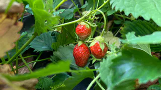 4 важных действия в августе для посадки клубники — в новом сезоне соберёте ягоды корзинками: срочно готовьте почву