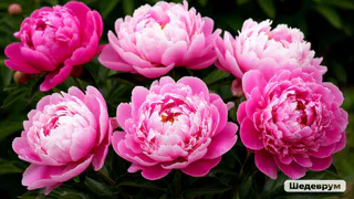 Для буйного цветения пионам — обязательно: 3 литра на куст — и мощные бутоны попрут без остановки, вырастут до 50 сантиметров