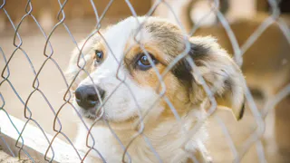 Дай лапку: Стелла, Шасти и Проня ищут себе хозяев