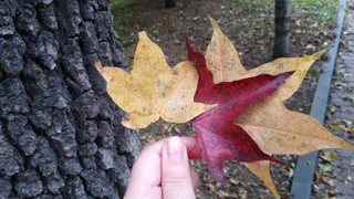 Жителей Брянской области 1 сентября ожидает температура до +19 градусов