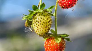 Вот чем полить клубнику во время цветения – ягод собираем по 6 кг с куста