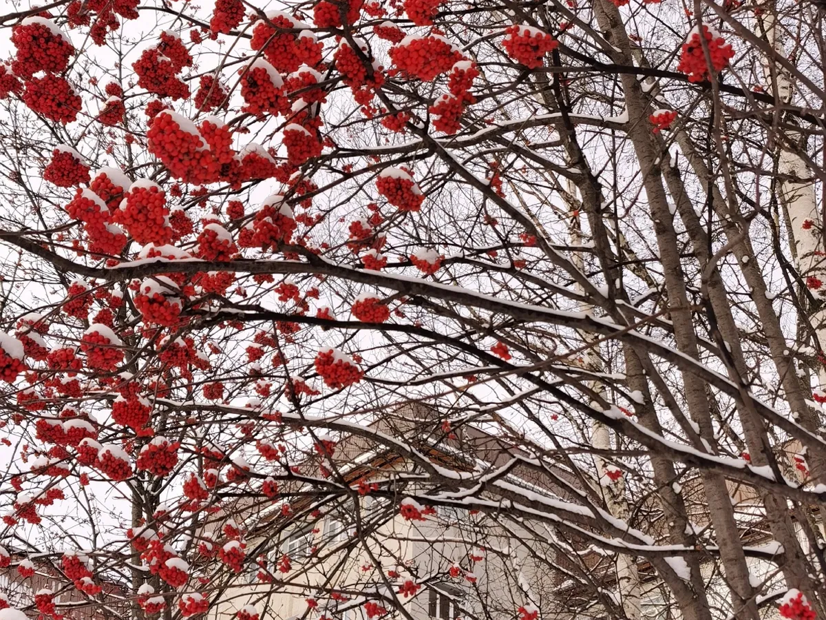 Погода в Челябинской области продолжает капризничать