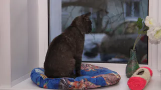 В Рязани живую кошку засунули в пакет и засыпали землей