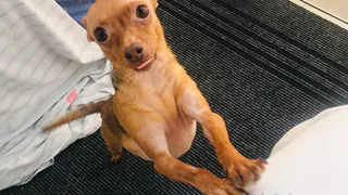 В Пронске несчастную таксу, пострадавшую от укуса гадюки, укусила вторая змея