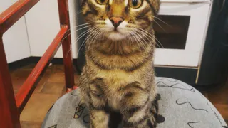 Итоги конкурса "Мартовский кот": победил зверь с самым выразительным взглядом