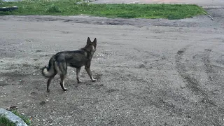 В Челябинской области бездомная собака напала на ребенка: в дело вмешалась прокуратура