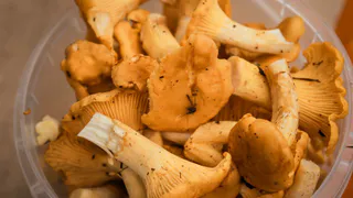 Рязанцы померяются количеством собранных грибов на чемпионате грибников