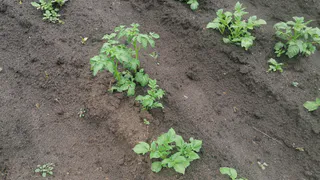 2 л на ведро — после этого и «каменная» почва станет легкой как пух: превратила плохой грунт в чернозем