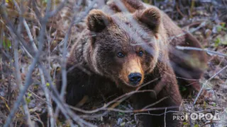 Жителей одного из городов Коми предупреждают о пробуждении медведей