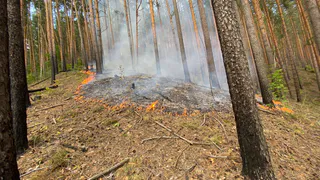 В Земетчинском районе потушили лесной пожар площадью 0,5 га