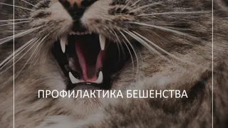 Специалисты регионального Роспотребнадзора рассказали, как предотвратить заражение бешенством