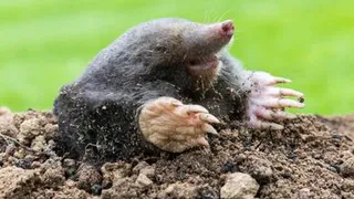 Найдено простое, но «убойное» средство против кротов и слизней