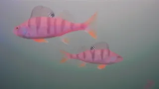 Рыба, пластиковая посуда и коробки: что кроется на дне Борковского карьера