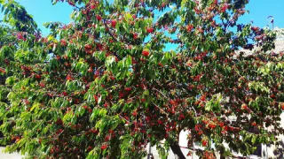 Самодельный комбайн из бутылки: собираю ягоды с кустов без царапин и лестниц