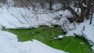 Мэр Кузнецка поручил взять пробы из зеленой лужи