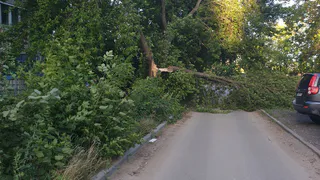 «Дерево уберут в течении суток»: на улице Тимакова несколько дней лежит упавшее дерево