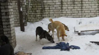 Новый подрядчик: в Рязани сменилась организация по отлову животных