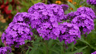 Эффектные многолетники для ленивых: цветут богато целое лето и не требуют к себе внимания