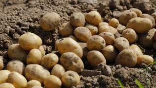 Картошка сохранится до весны: 2 совета от опытного дачника помогут сохранить урожай 