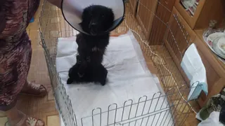 В Кольчугине суд рассмотрит дело о жестоком обращении с собакой