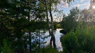 Спасатели вывели из леса пожилую женщину в Коми