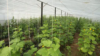 Не зола и не коровяк: чем нужно полить огурцы в июле – с одного куста собираем по 7 килограммов зеленцов