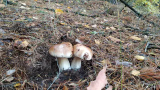 Очень страшный гриб, из-за которого отказываются собирать целые поляны: под какие виды маскируется и как отличить