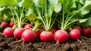 5 ложек на одно ведро — редис попрет словно на дрожжах: вырастет большим и сочным — мощная подкормка в мае