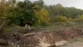 Жители Рязани обратились к губернатору с просьбой спасти лося у Северной окружной дороги