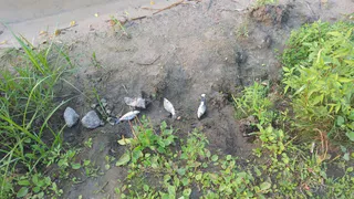 Погибла? На пляже Орешка обнаружили мертвую рыбу