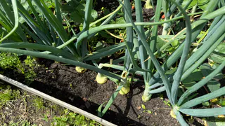 Готовлю грядку после лука к следующему году: 5 лайфхаков сделают из самой каменной земли чернозем — нужно успеть до августа