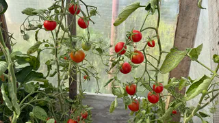 Эти томаты растут даже на ветру и под дождем - всегда отменный урожай. Про теплицы давно забыла 