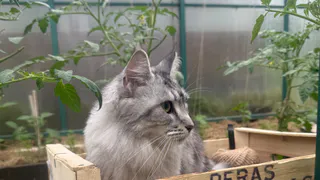 Никогда не делайте этого, если ваша кошка замёрзла: Ветеринар рассказал, чем опасен для питомца холод и кто находится в зоне особого риска