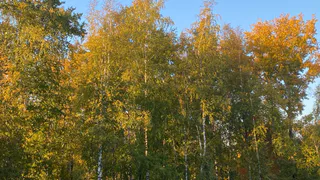 Балтийский антициклон принесет в Коми последнее дыхание бабьего лета