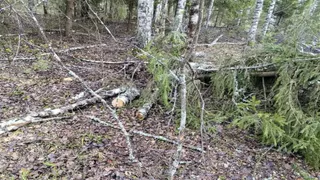 Под Судогдой выявили незаконную вырубку берёз почти на 100 тысяч рублей