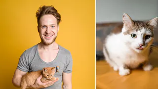 Кафе с котами: владельцы оказались на грани разорения