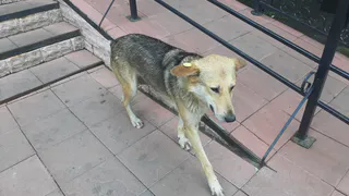 Власти Нижнекамска заплатят 50 тыс. рублей за нападение собаки 