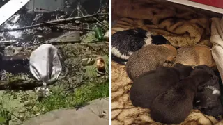 Завернули в мешок и выбросили: в пруду возле микрорайона Голенчино нашли семеро щенят